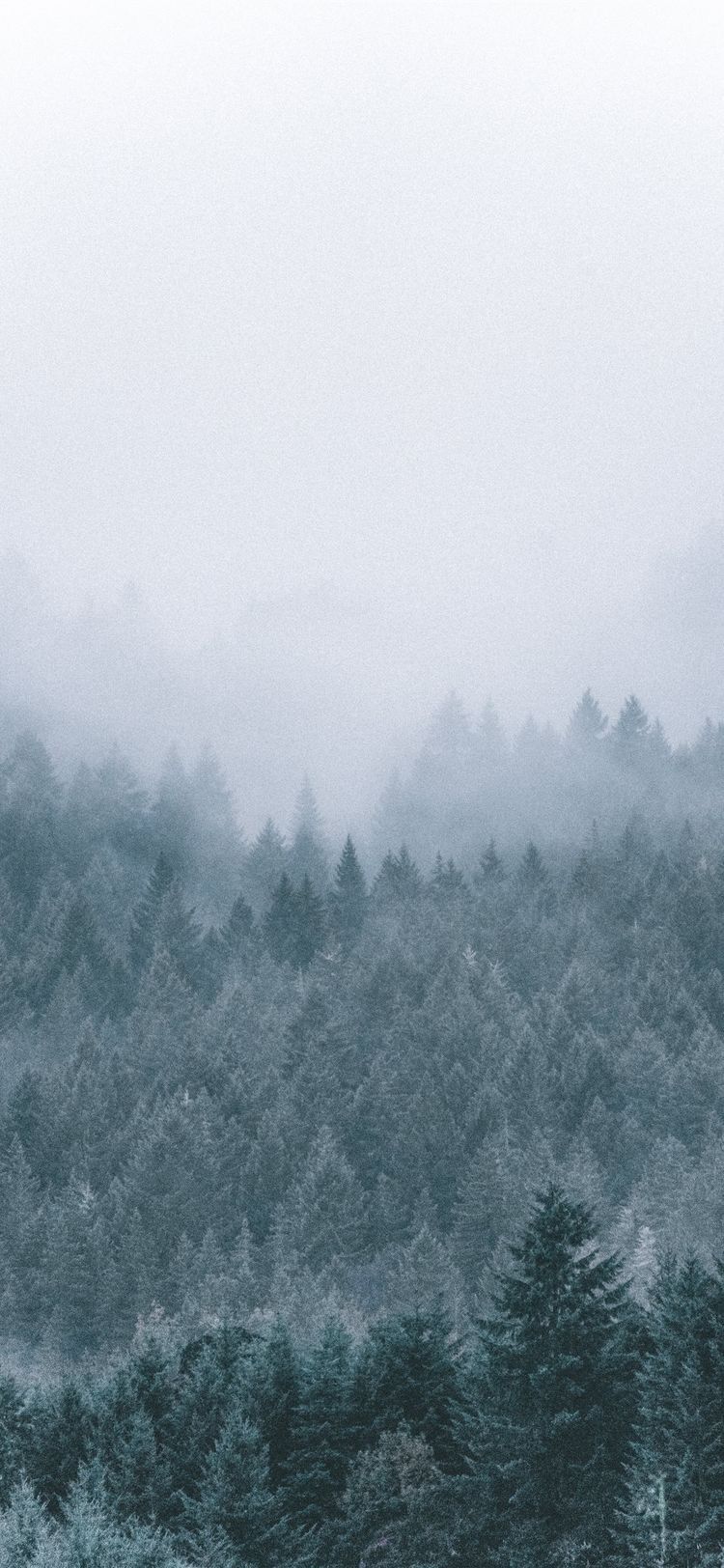 Acrtic Pine