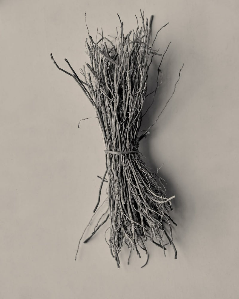 Vetiver
