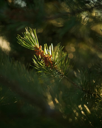 Wild Pine